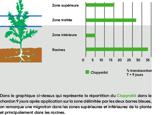 Info Graphique Chardon des Champs